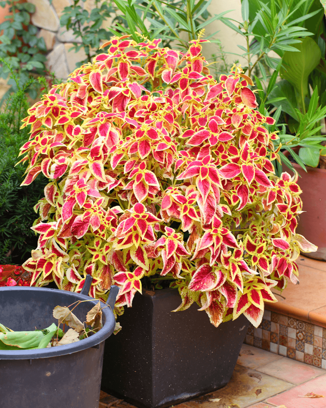 המדריך המקיף לגידול קולאוס (Coleus blumei) 🌈 - ירוק במרפסת