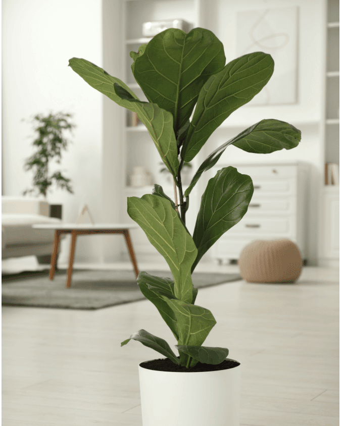 המדריך המקיף לגידול פיקוס ליראטה (Ficus Lyrata) 🌳 - ירוק במרפסת