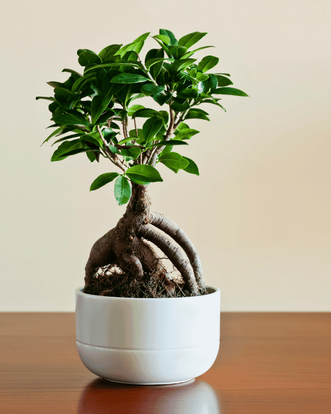 המדריך המקיף לגידול פיקוס גינסנג (Ficus microcarpa) 🌳 - ירוק במרפסת