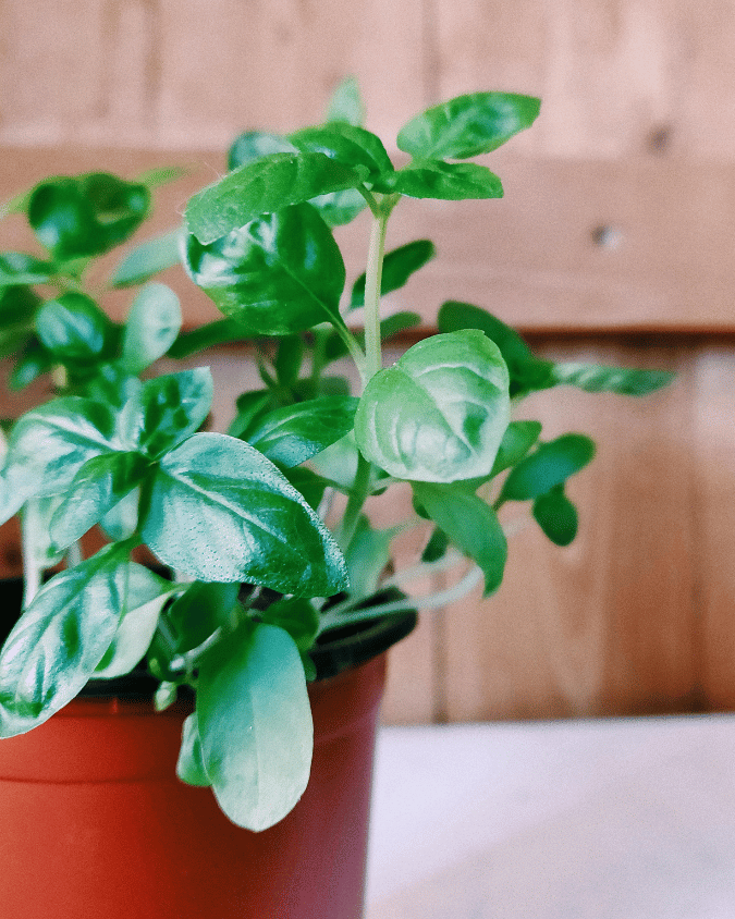 המדריך המקיף לגידול בזיליקום (Ocimum basilicum) 🌿