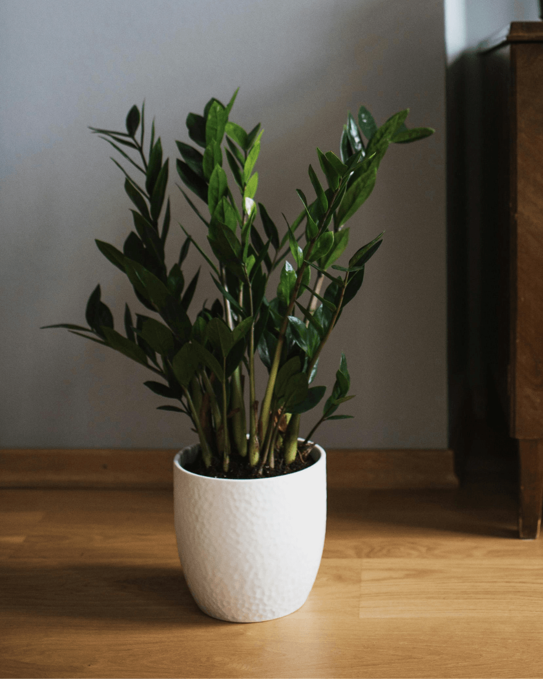 המדריך המקיף לגידול זמיוקולקס (צמח הכסף) 🌿 - ירוק במרפסת