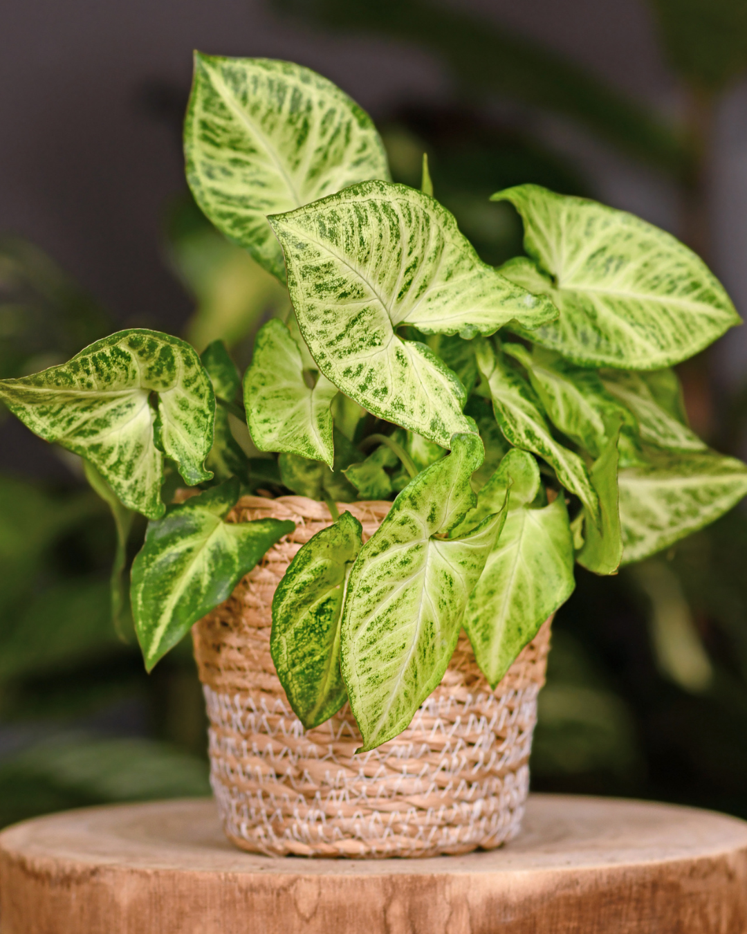 המדריך המקיף לגידול סינגוניום (Syngonium podophyllum) 🌿