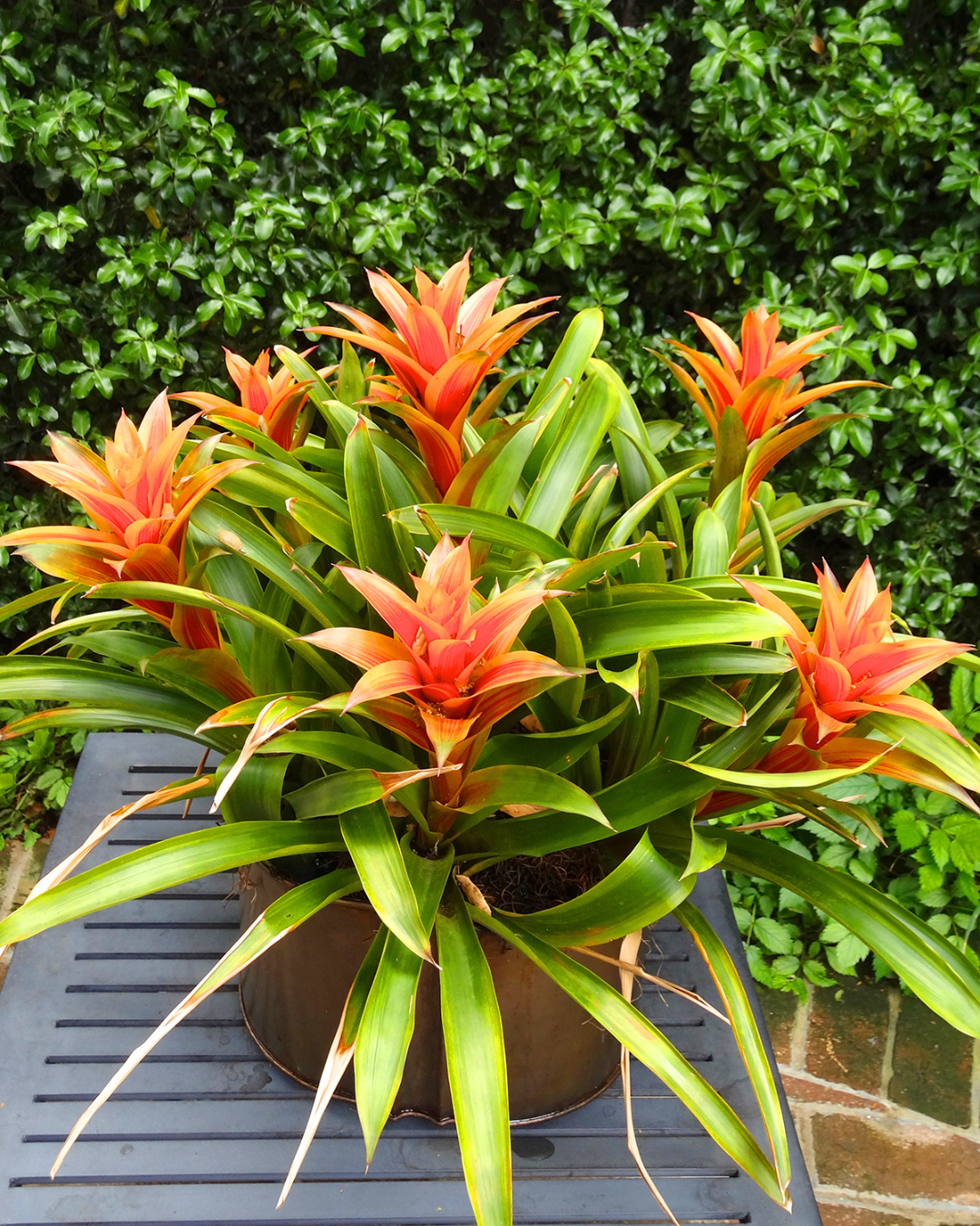 המדריך המקיף לגידול ברומליה (Bromeliad spp.) 🍍🌺