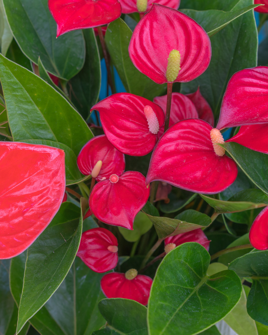 המדריך המקיף לגידול אנתוריום (Anthurium andraeanum) 🌺