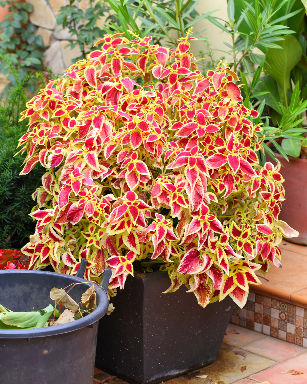 המדריך המקיף לגידול קולאוס (Coleus blumei) 🌈