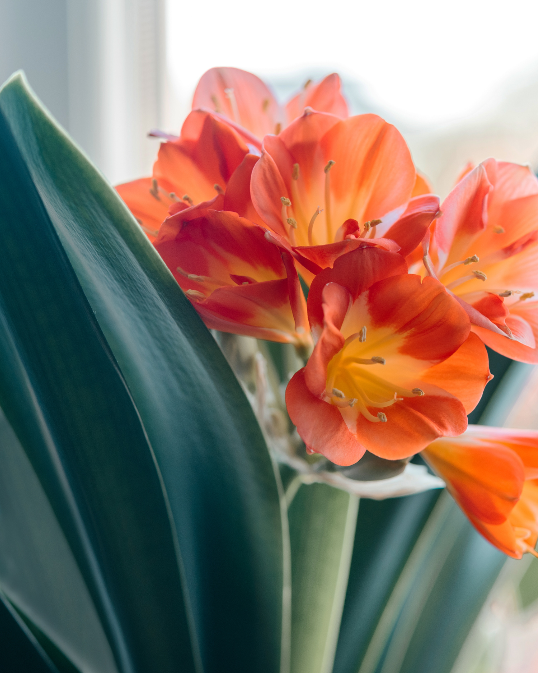 המדריך המקיף לגידול קליביה (Clivia miniata) 🌼