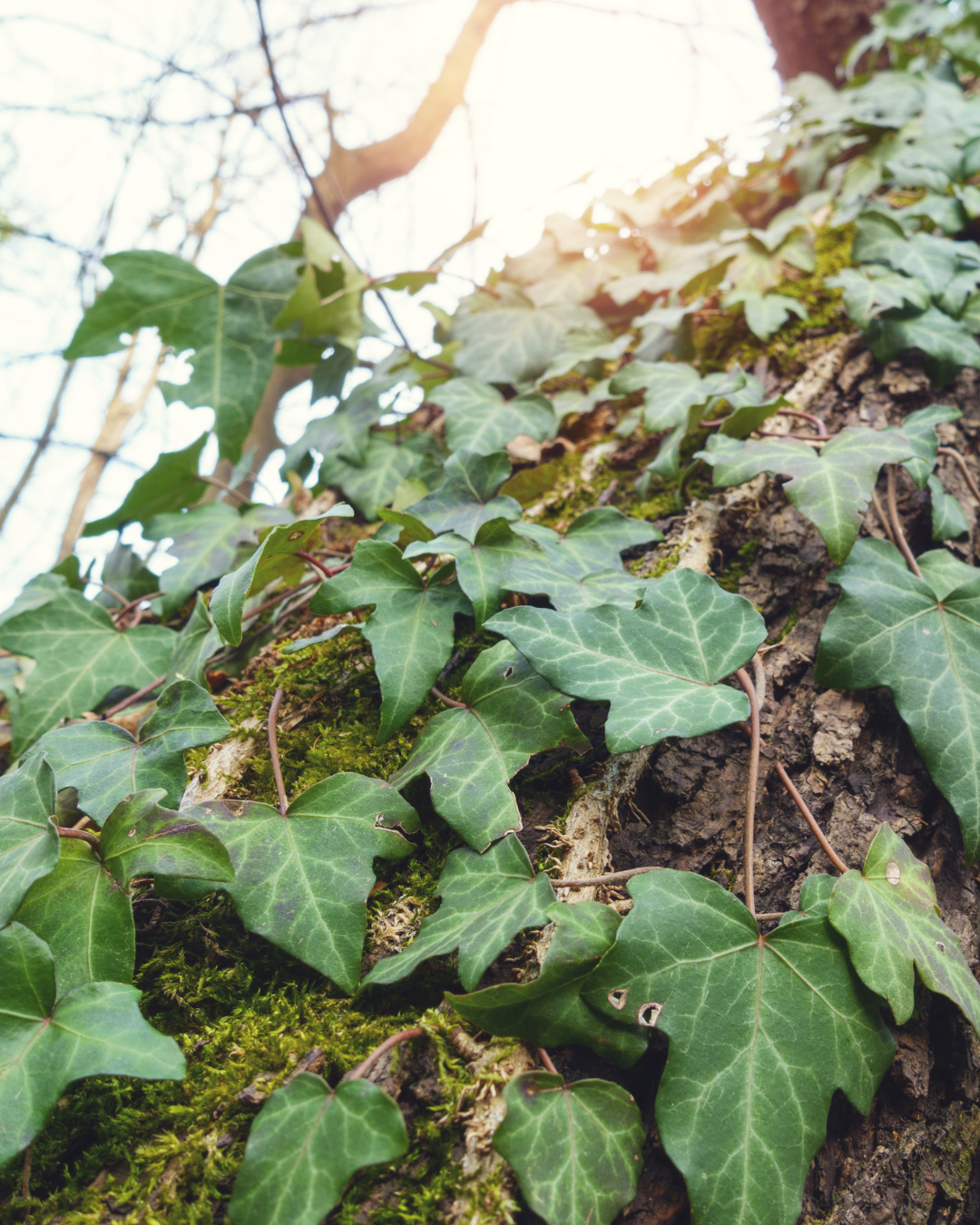 המדריך המקיף לגידול קיסוס (Hedera helix) 🌿