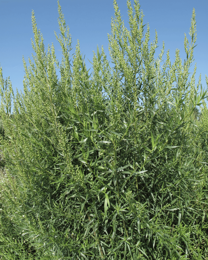 המדריך המקיף לגידול טרגון (Artemisia dracunculus) 🌿 - ירוק במרפסת