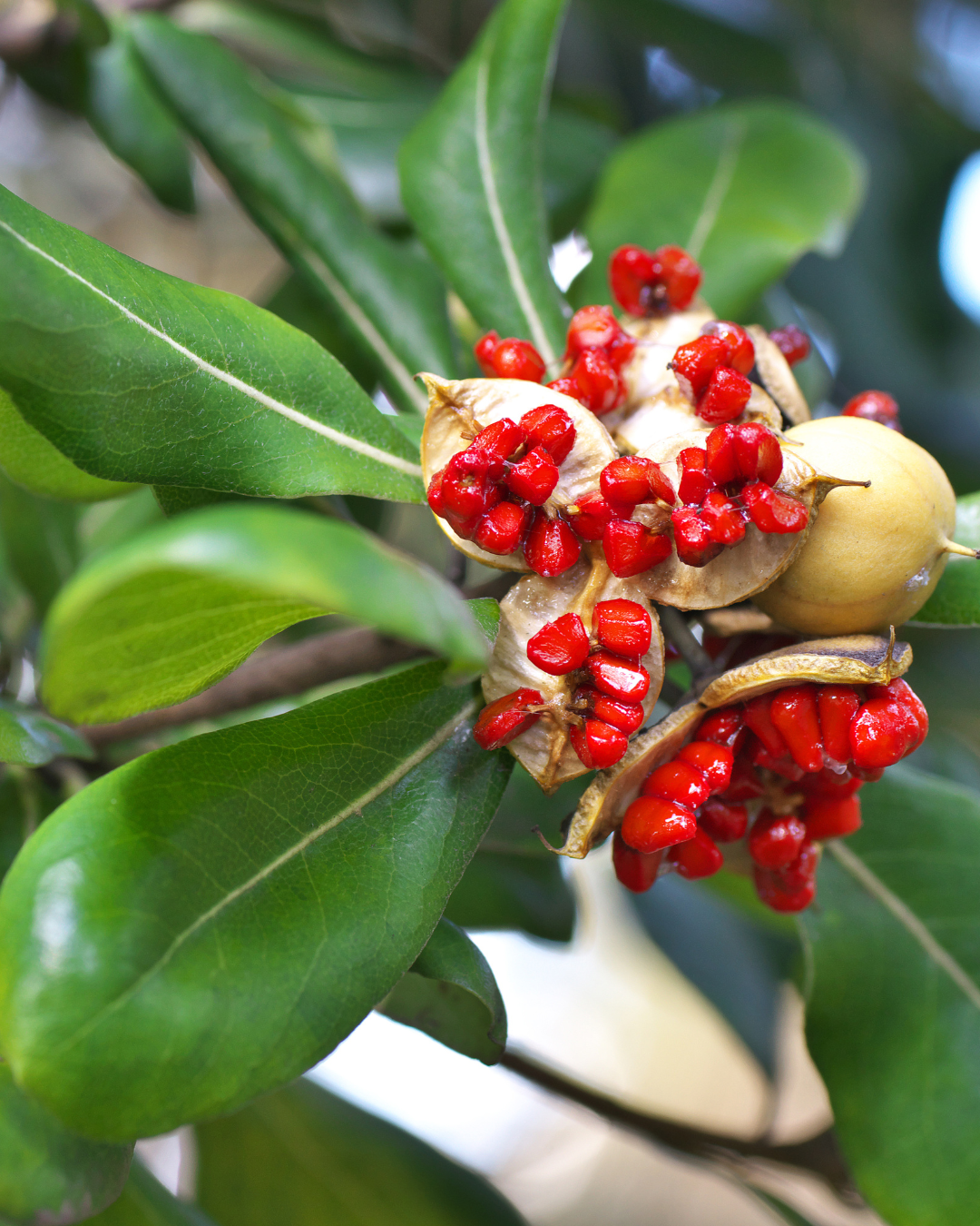 המדריך המקיף לגידול פיטוספורום ננסי (Pittosporum tobira 'Nana') 🌳