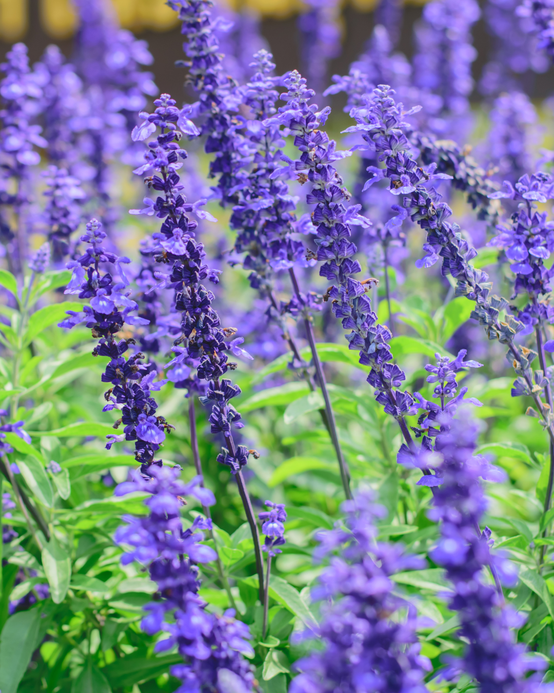 המדריך המקיף לגידול מרווה (Salvia officinalis) 🌿