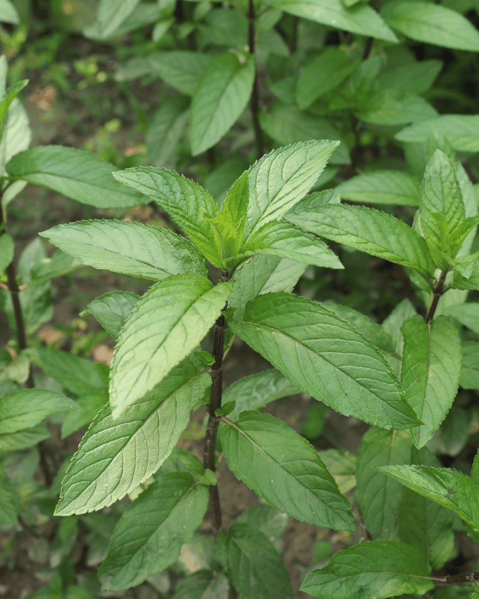 המדריך המקיף לגידול נענע (Mentha) 🌿