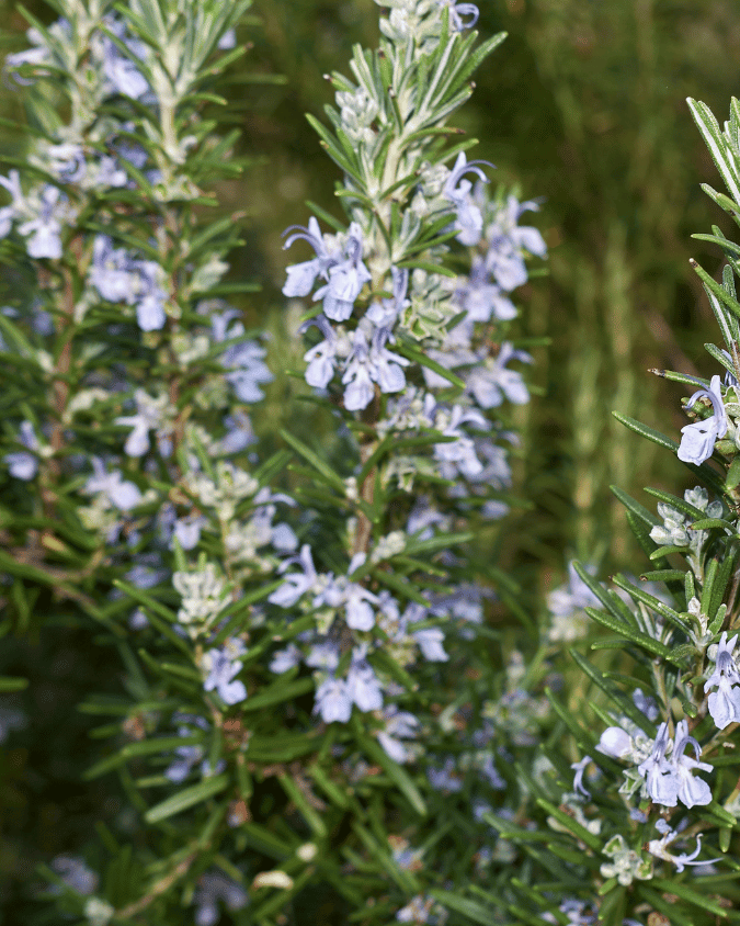 המדריך המקיף לגידול רוזמרין (Rosmarinus officinalis) 🌿