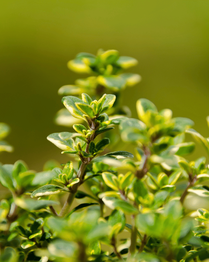 המדריך המקיף לגידול תימין לימוני (Thymus citriodorus) 🌿