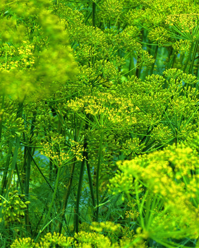 המדריך המקיף לגידול שמיר (Anethum graveolens) 🌿