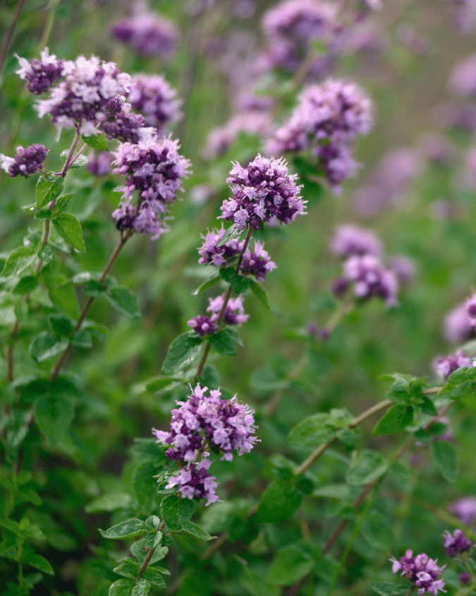 המדריך המקיף לגידול אורגנו (Origanum vulgare) 🌿