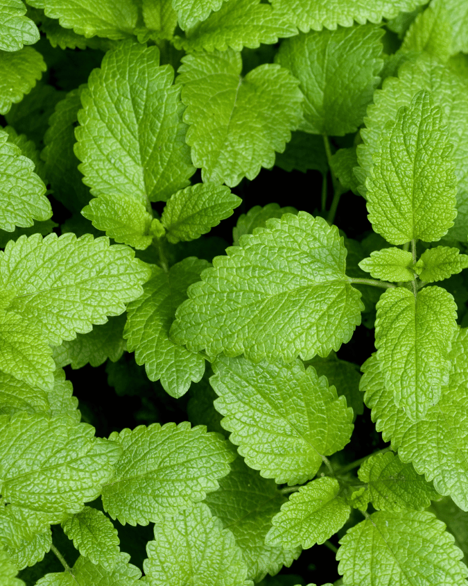 המדריך המקיף לגידול מליסה רפואית (Melissa officinalis) 🌿