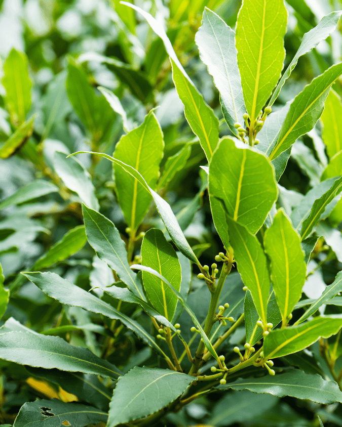 המדריך המקיף לגידול עלי דפנה (Laurus nobilis) 🌿