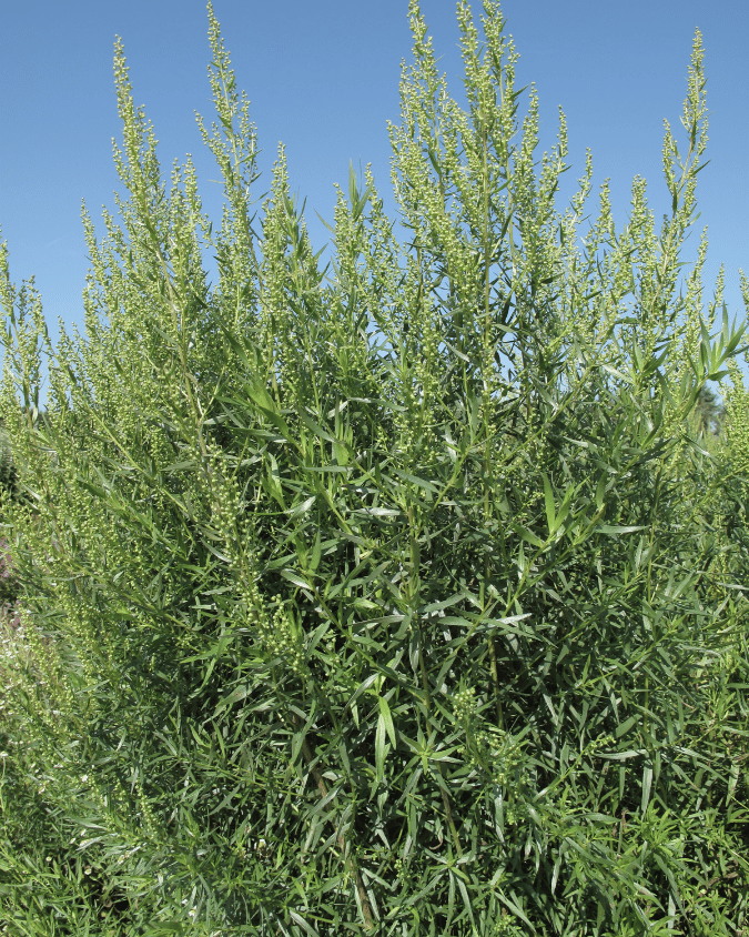 המדריך המקיף לגידול טרגון (Artemisia dracunculus) 🌿