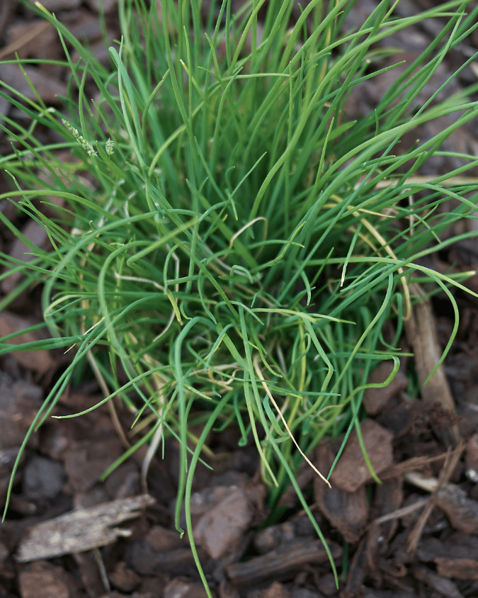 המדריך המקיף לגידול עירית (Allium schoenoprasum) 🌿