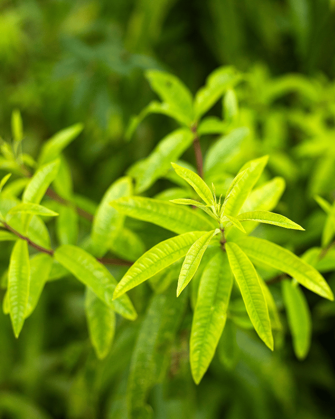 המדריך המקיף לגידול לואיזה (Aloysia citrodora) 🌿