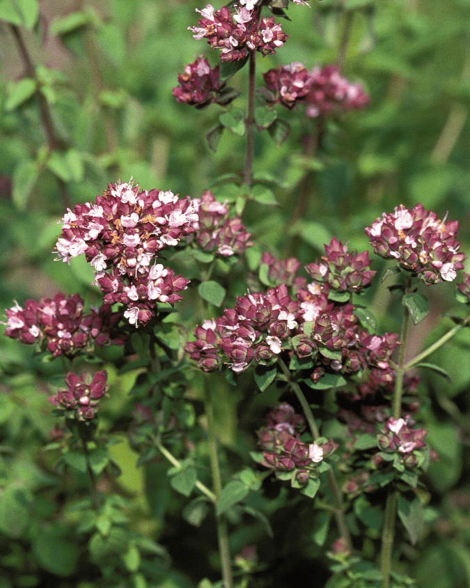 המדריך המקיף לגידול קורנית (Origanum majorana) 🌿