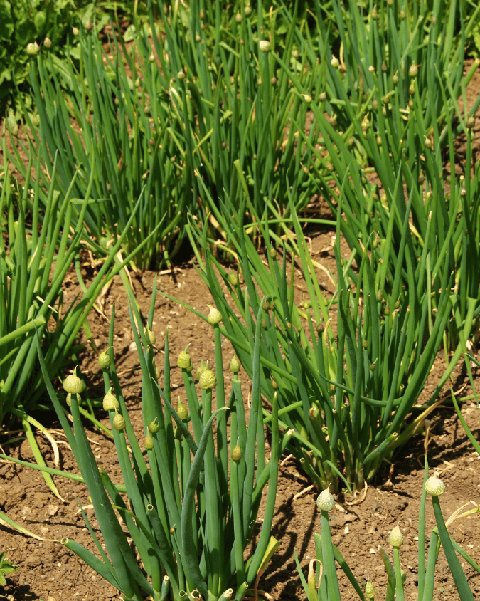 המדריך המקיף לגידול בצל ירוק (Allium fistulosum) 🌿