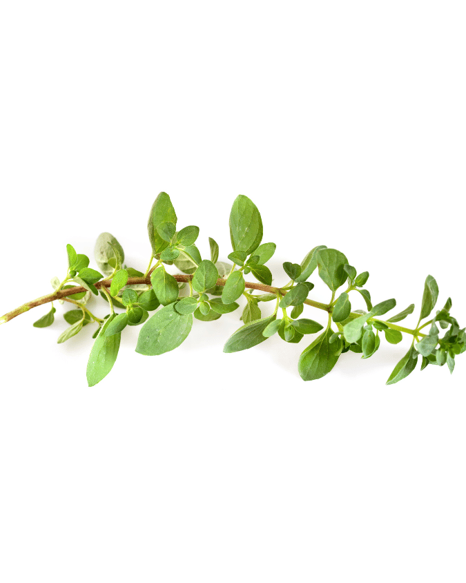 המדריך המקיף לגידול זעתר (Origanum syriacum) 🌿