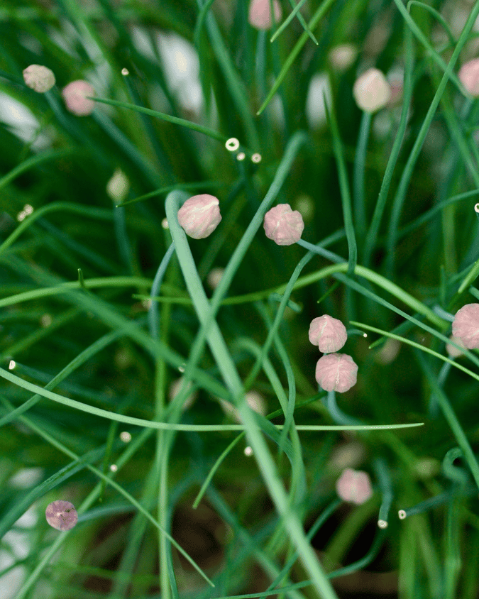 המדריך המקיף לגידול בצל סיבירי (Allium schoenoprasum var. sibiricum) 🌿