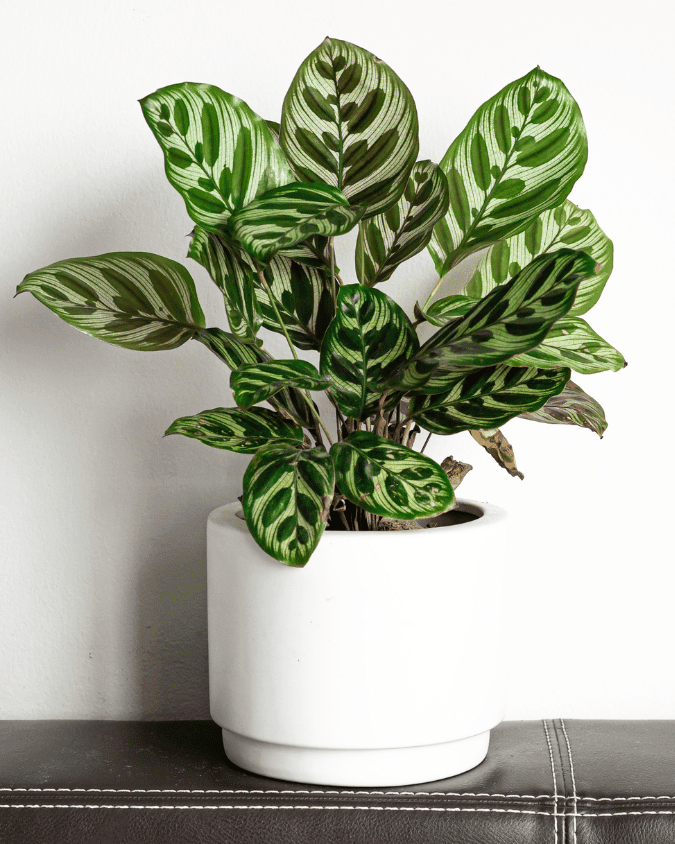 המדריך המקיף לגידול פלאה (קלתאה מקויאנה) 🌿 - ירוק במרפסת