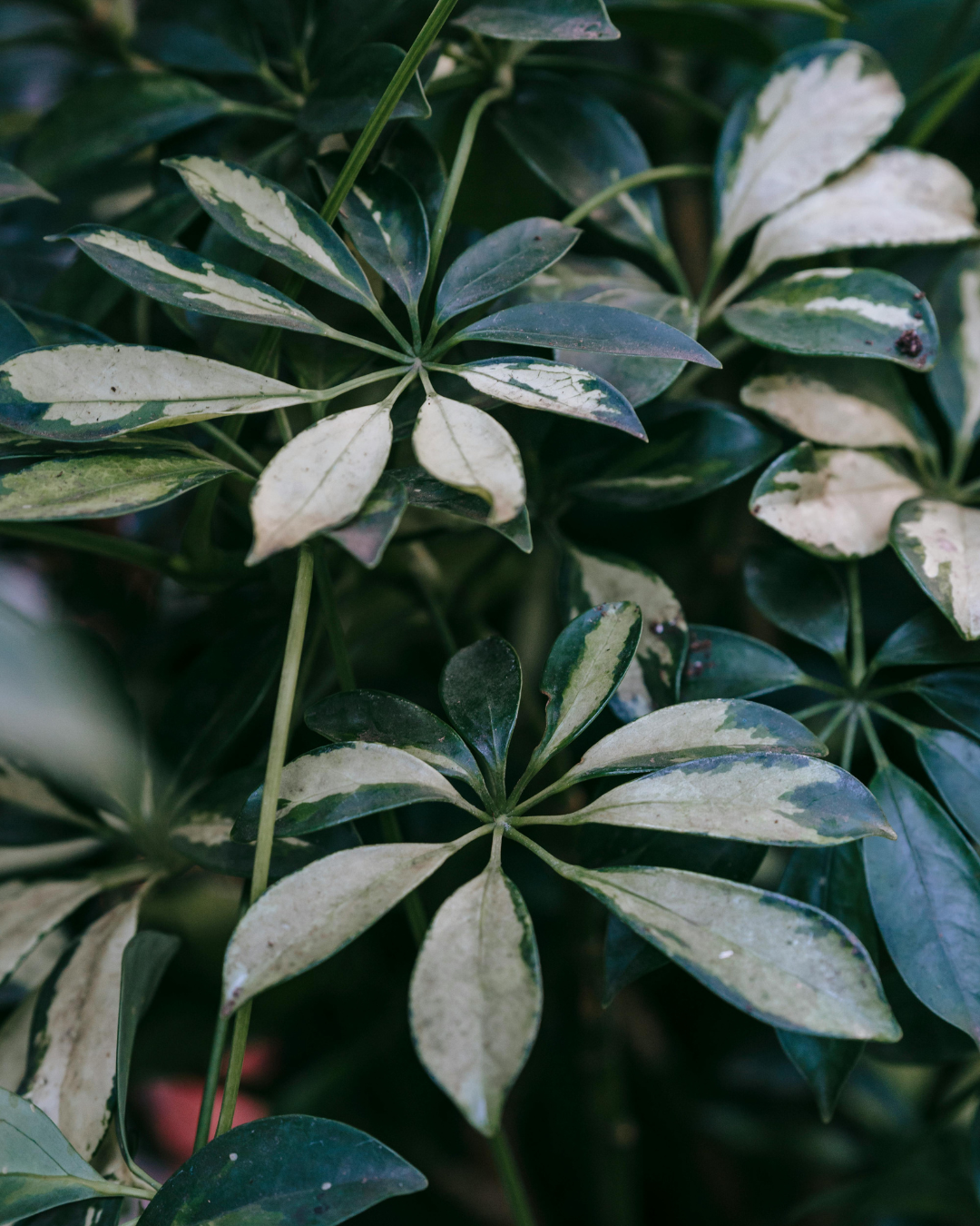 המדריך המקיף לגידול שפלרה 🌿