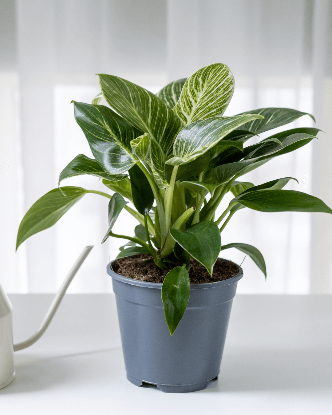 המדריך המקיף לגידול פילודנדרון בירקין (Philodendron birkin) 🌿 - ירוק במרפסת