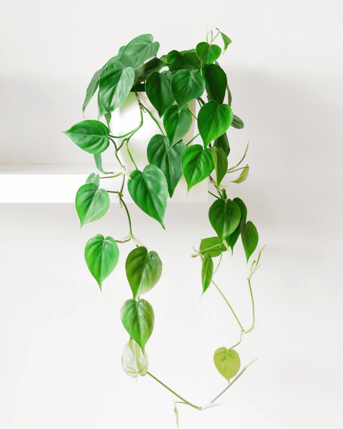 (Heartleaf philodendron) המדריך המקיף לגידול פילודנדרון מטפס 🌿 - ירוק במרפסת
