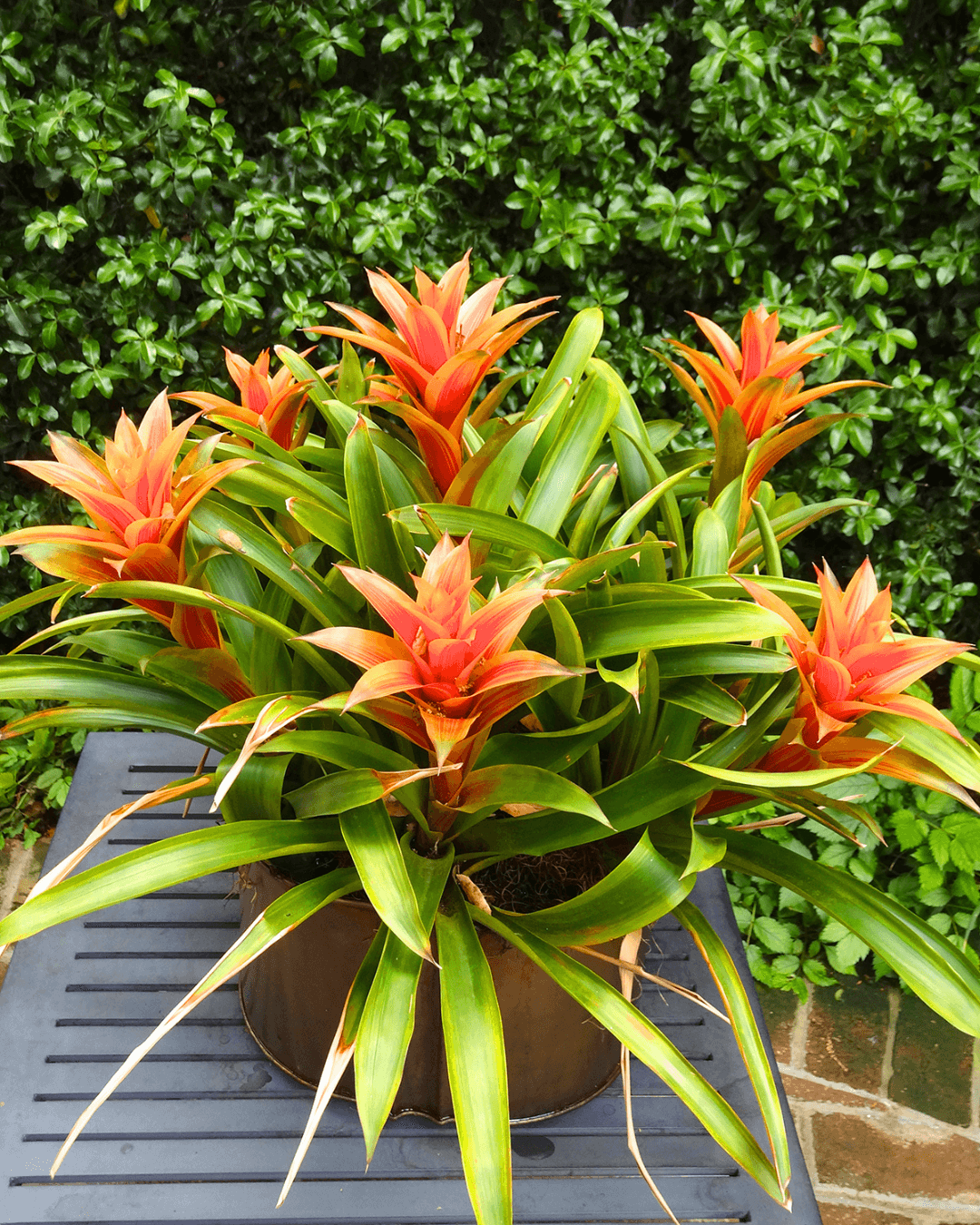 המדריך המקיף לגידול ברומליה (Bromeliad spp.) 🍍🌺 - ירוק במרפסת