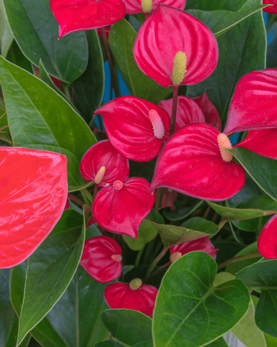 המדריך המקיף לגידול אנתוריום (Anthurium andraeanum) 🌺 - ירוק במרפסת