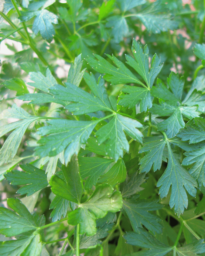 המדריך המקיף לגידול פטרוזיליה (Petroselinum crispum) 🌿