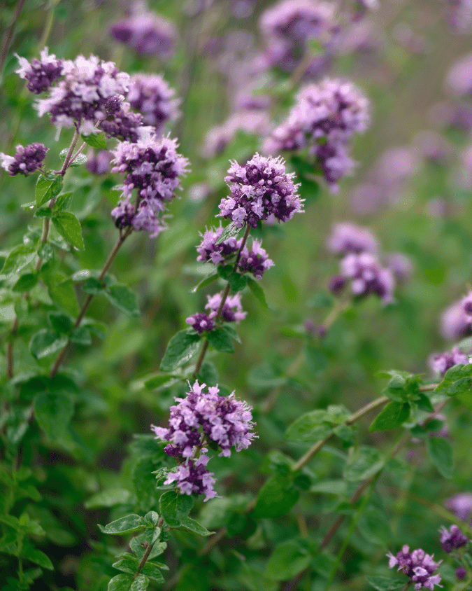 המדריך המקיף לגידול אורגנו (Origanum vulgare) 🌿 - ירוק במרפסת