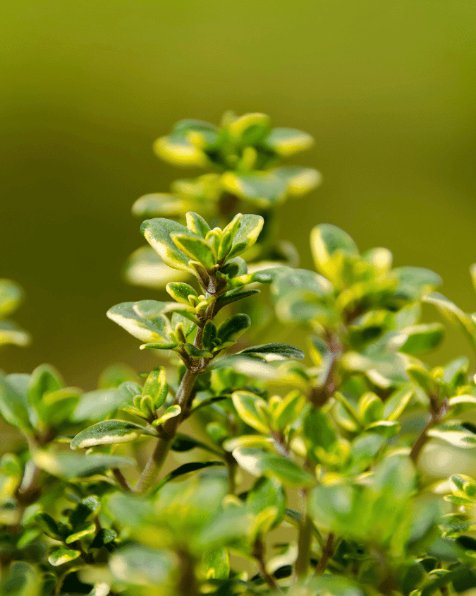 המדריך המקיף לגידול תימין לימוני (Thymus citriodorus) 🌿 - ירוק במרפסת