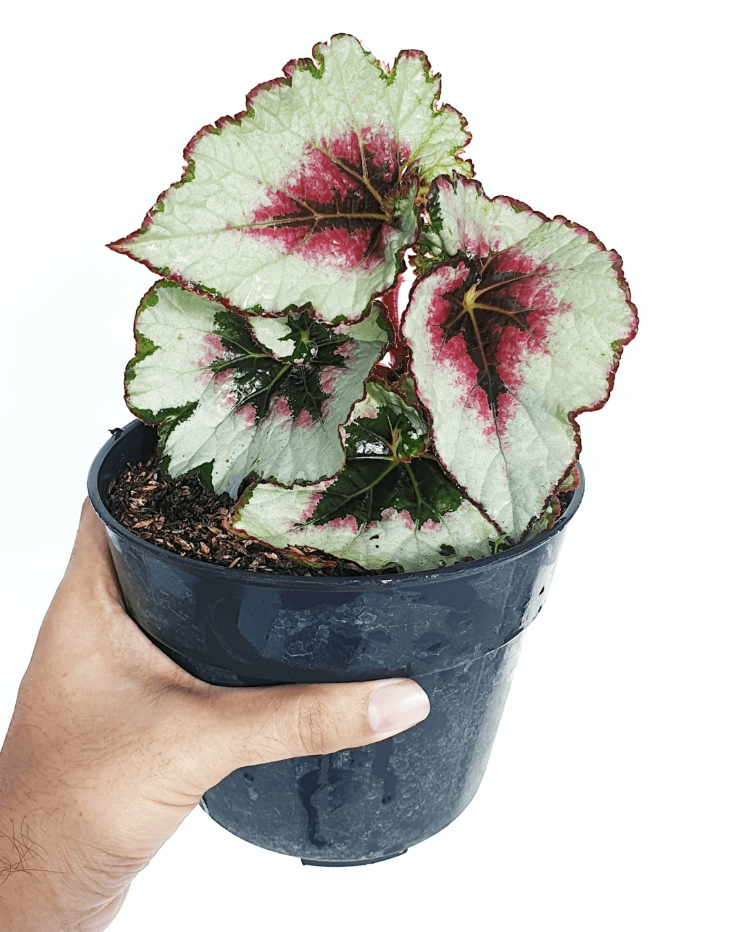 המדריך המקיף לגידול בגוניה רקס (Begonia rex) 🌿🎨 - ירוק במרפסת