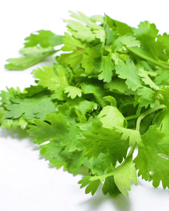 המדריך המקיף לגידול כוסברה (Coriandrum sativum) 🌿 - ירוק במרפסת