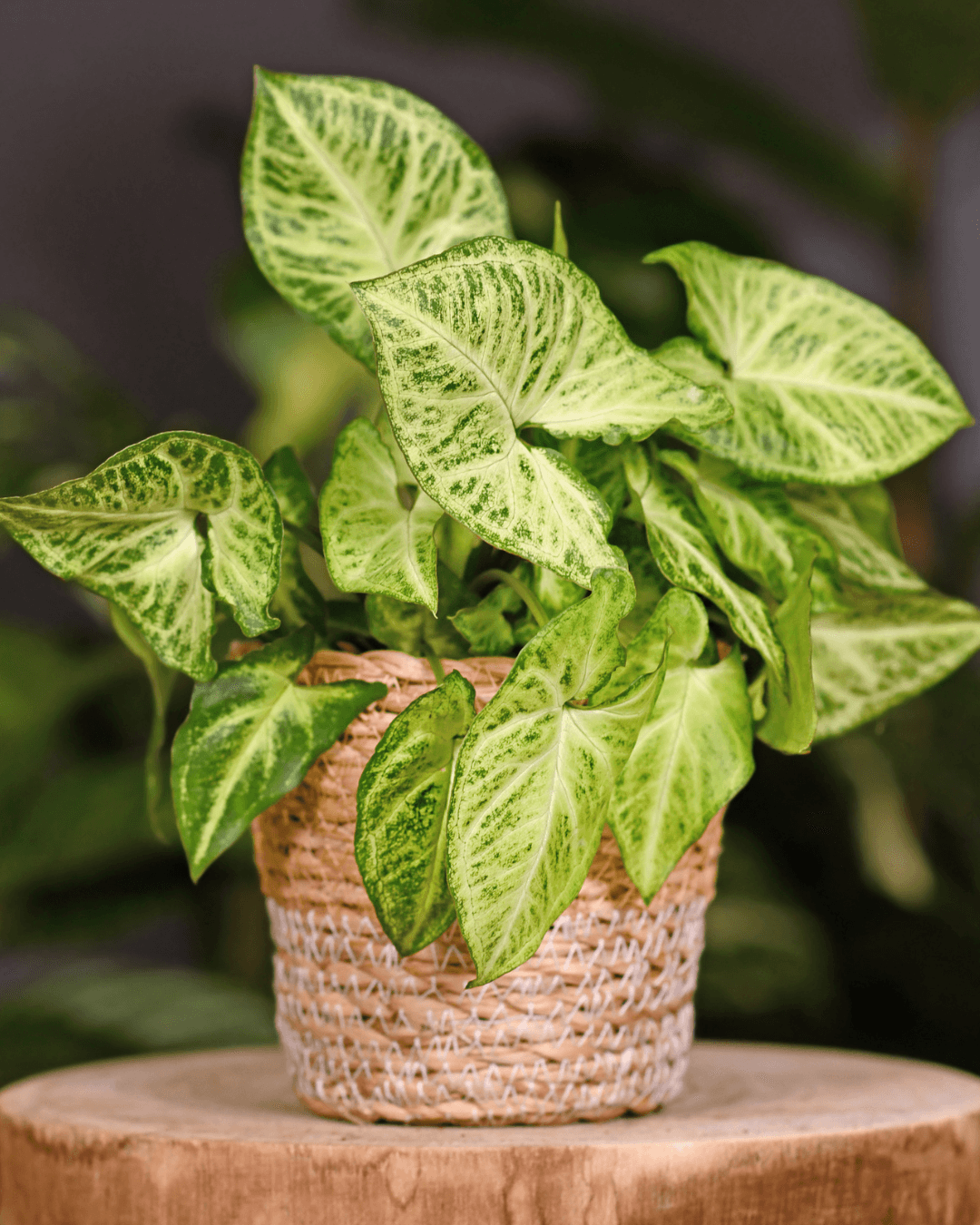 המדריך המקיף לגידול סינגוניום (Syngonium podophyllum) 🌿 - ירוק במרפסת
