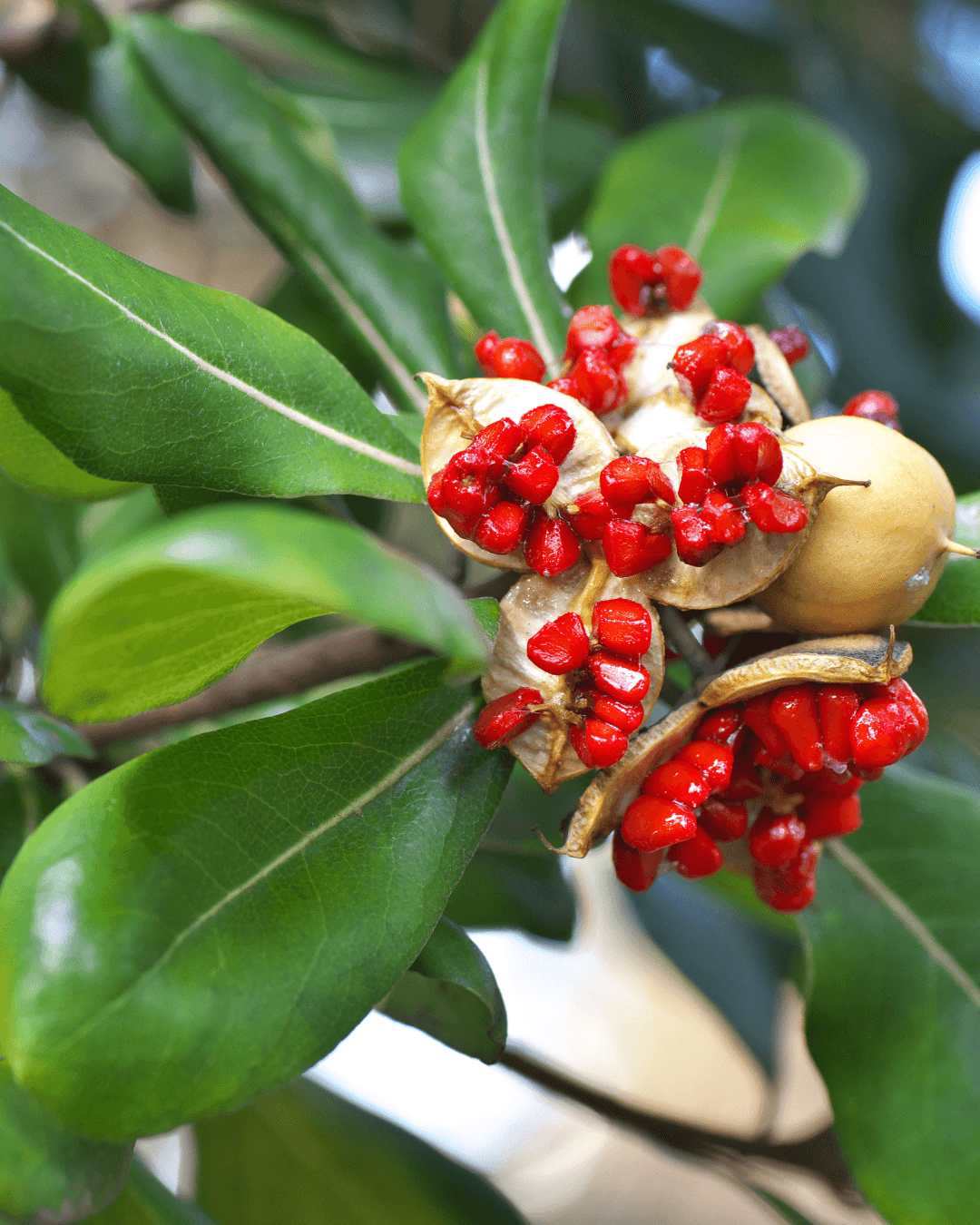 המדריך המקיף לגידול פיטוספורום ננסי (Pittosporum tobira 'Nana') 🌳 - ירוק במרפסת
