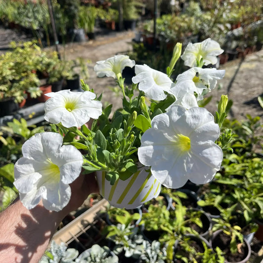 פטוניה
